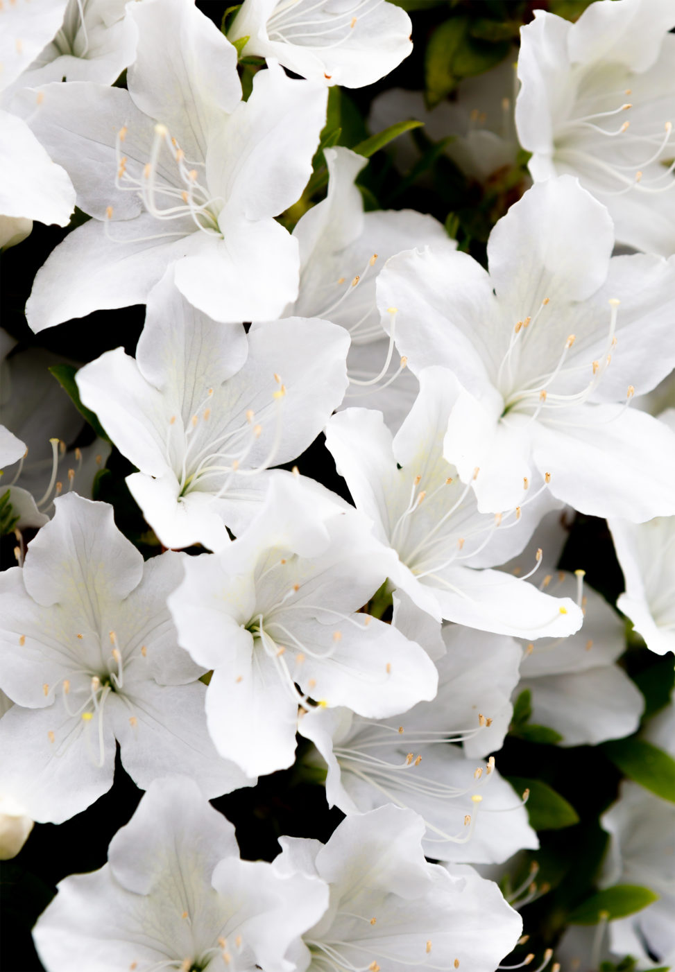 白いツツジの花04の写真素材