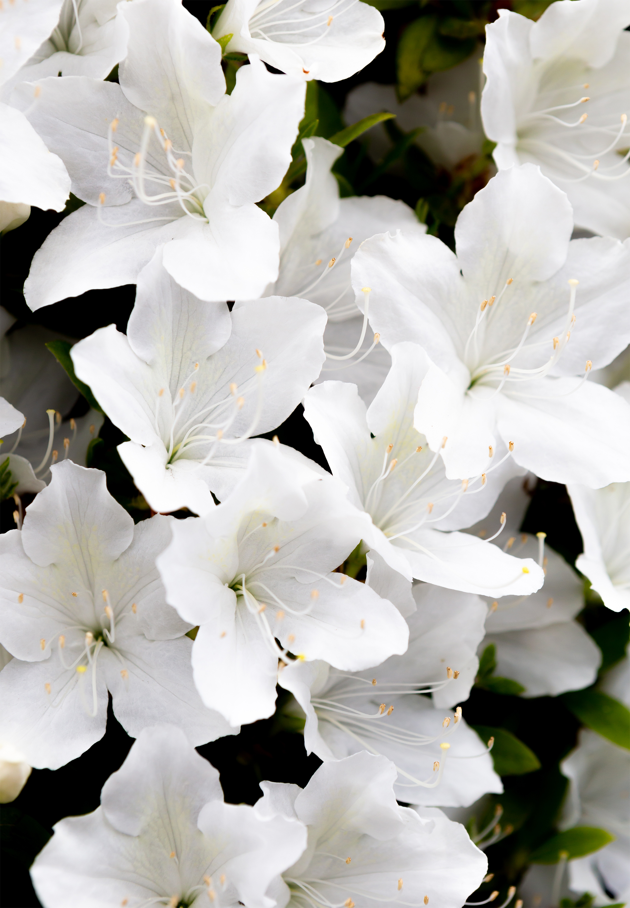 白いツツジの花04 無料の高画質フリー写真素材 イメージズラボ