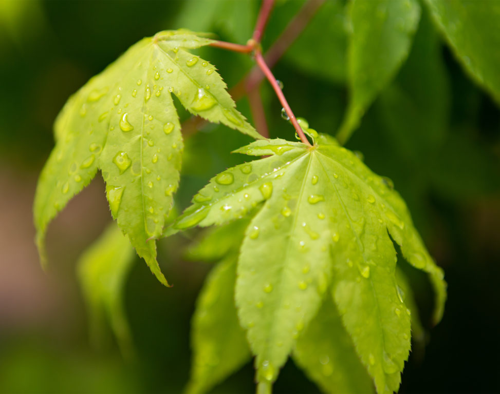 雨上がりの緑のオオモミジの葉02の写真素材