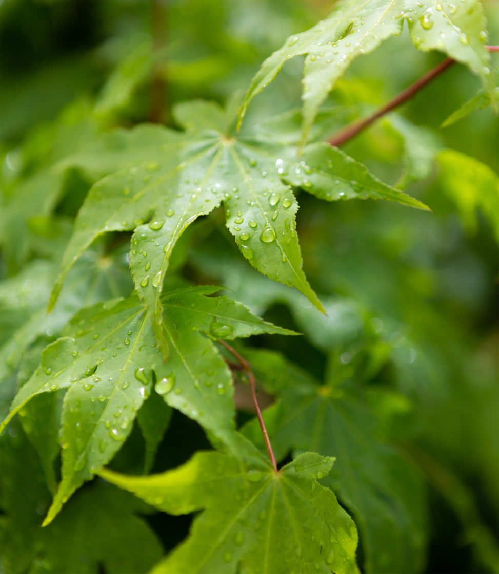 雨上がりの緑のオオモミジの葉03の写真素材