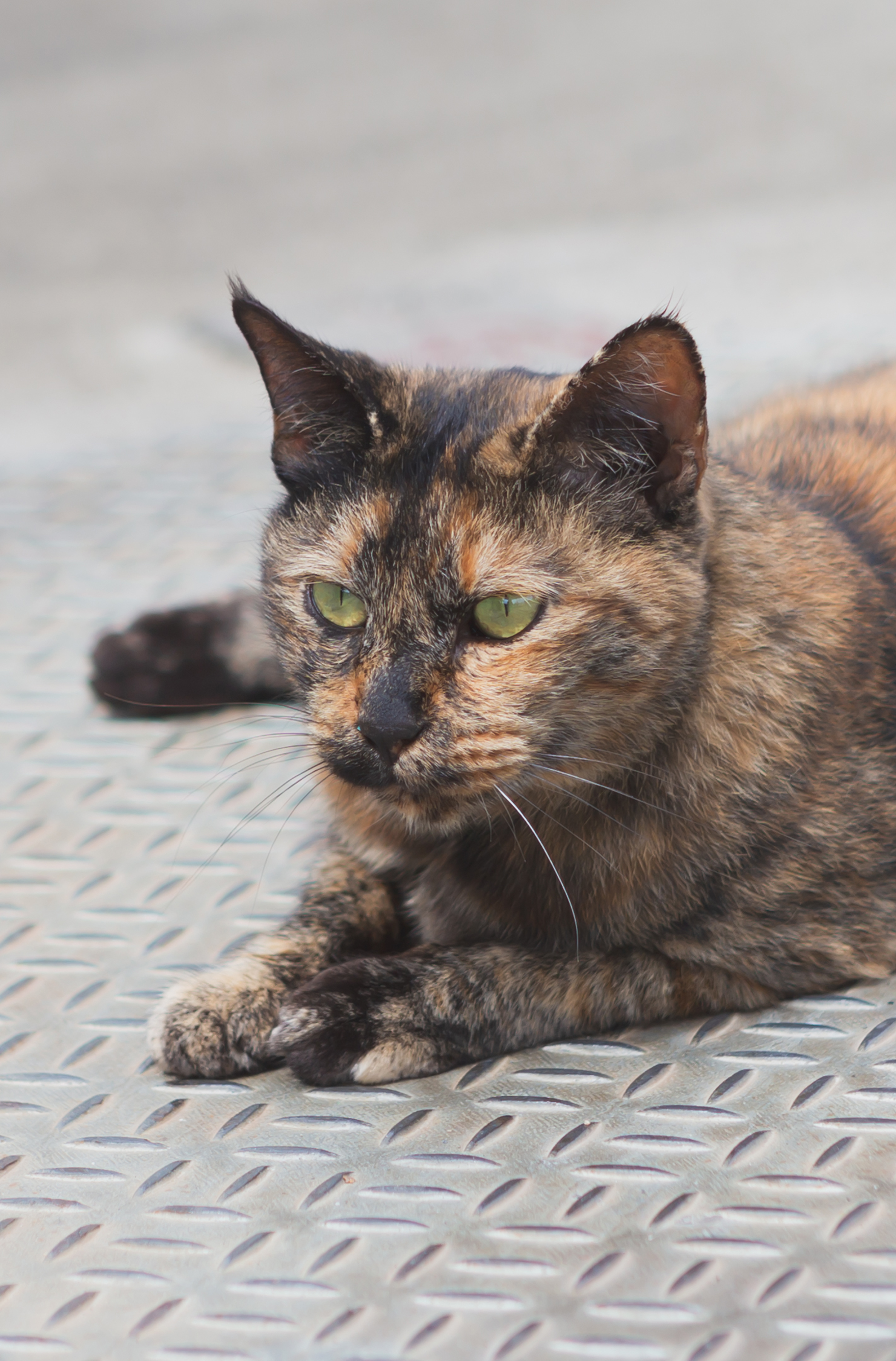 茶色い猫 ねこ 無料の高画質フリー写真素材 イメージズラボ