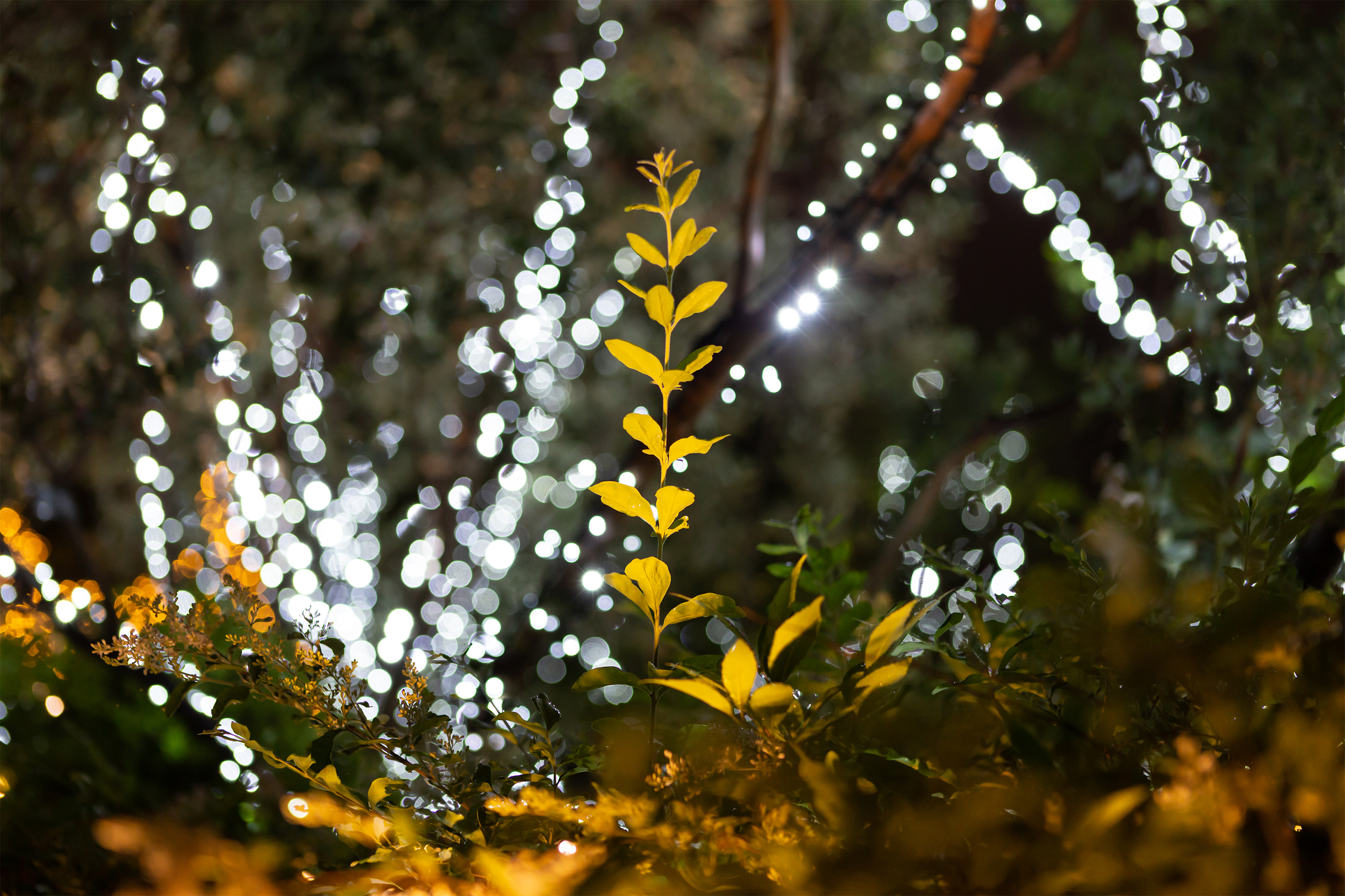 植物とイルミネーション 無料の高画質フリー写真素材 イメージズラボ