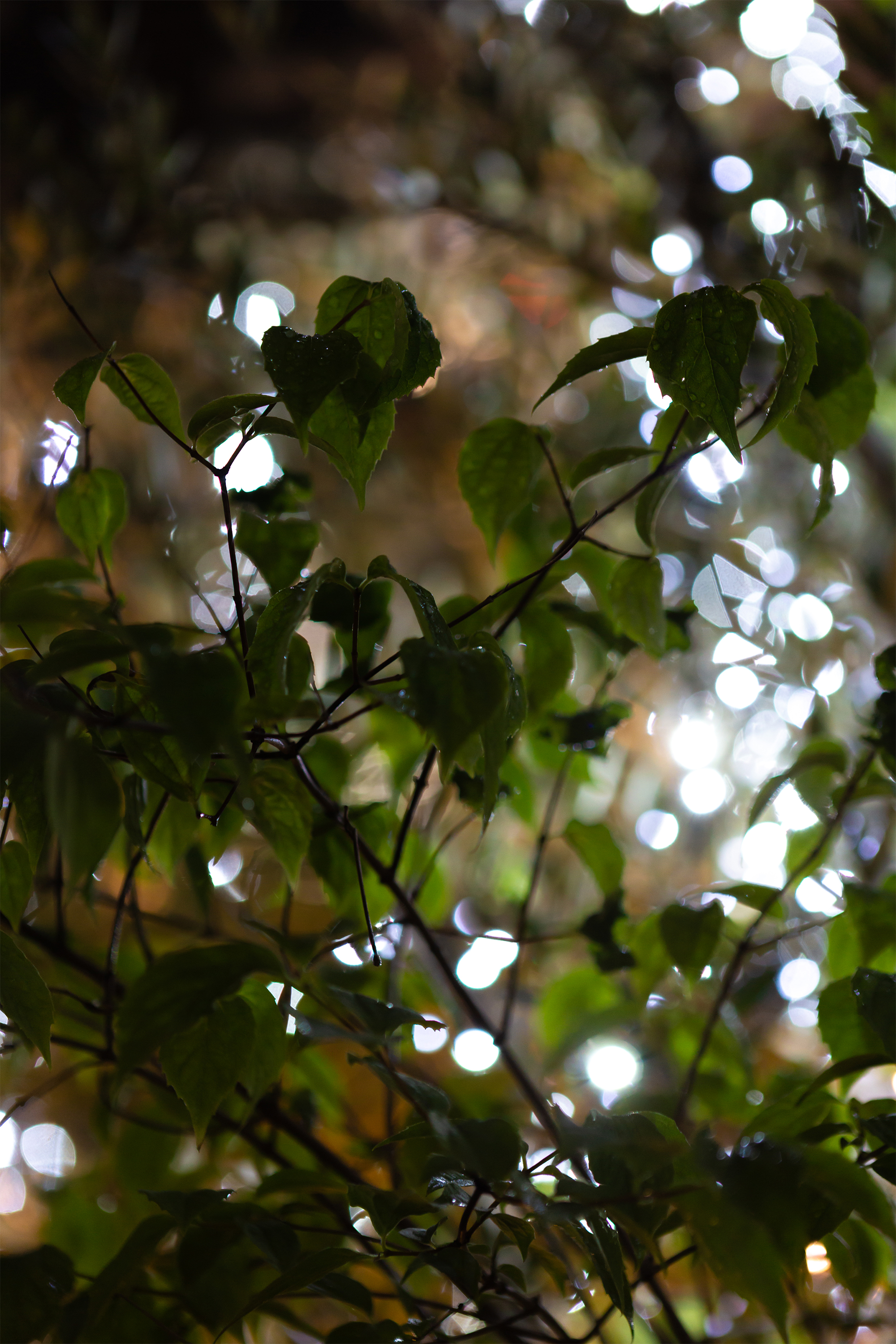 植物とイルミネーション02 無料の高画質フリー写真素材 イメージズラボ