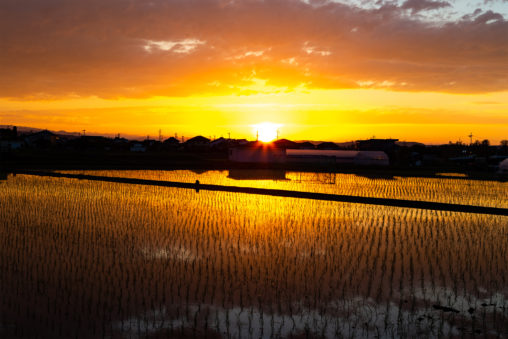 水田に反射する夕日（夕焼け）02の写真素材