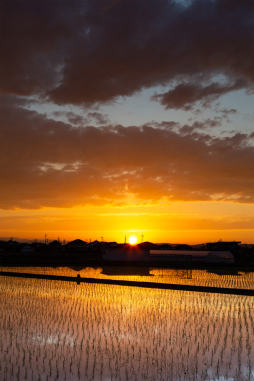 水田に反射する夕日（夕焼け）03の写真素材