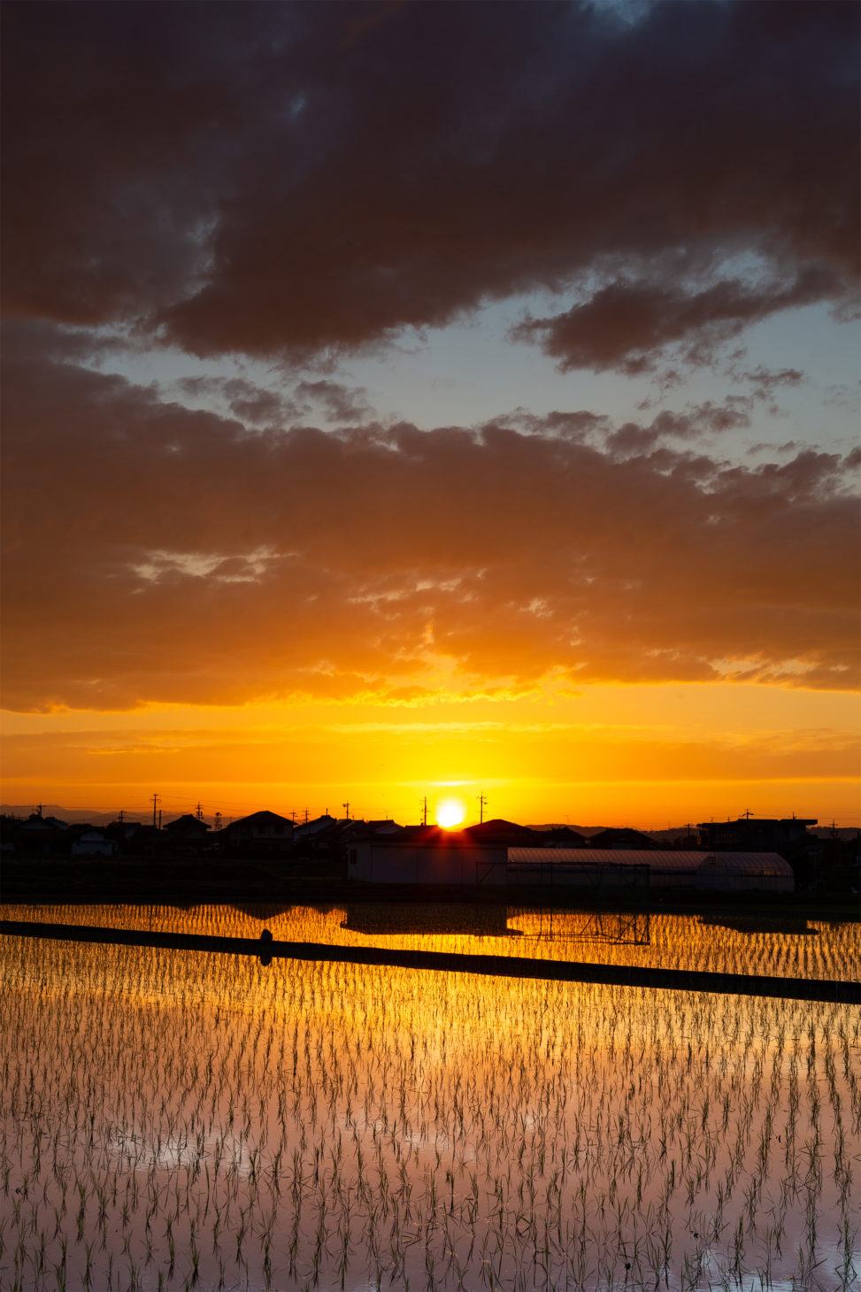 水田に反射する夕日 夕焼け 03 無料の高画質フリー写真素材 イメージズラボ