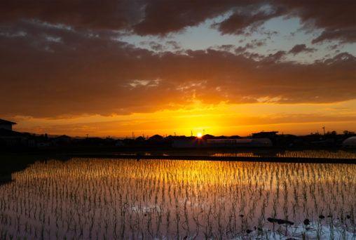 水田に反射する夕日（夕焼け）04の写真素材