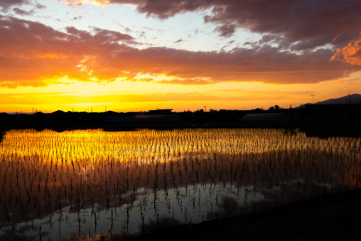 水田に反射する夕日（夕焼け）05の写真素材
