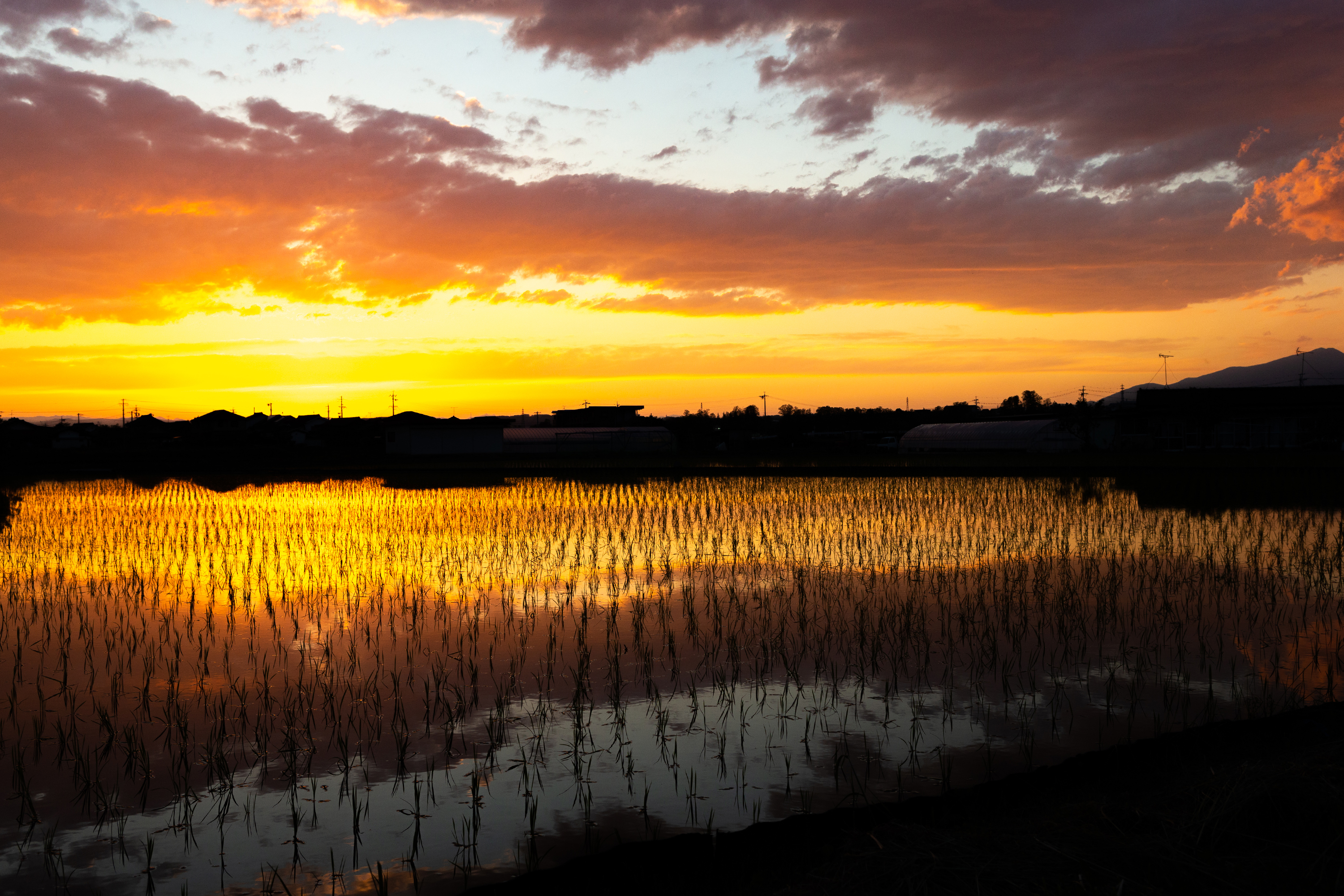 水田に反射する夕日 夕焼け 05 無料の高画質フリー写真素材 イメージズラボ