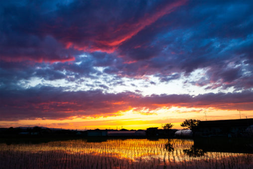 水田に反射する夕焼けと茜雲の写真素材