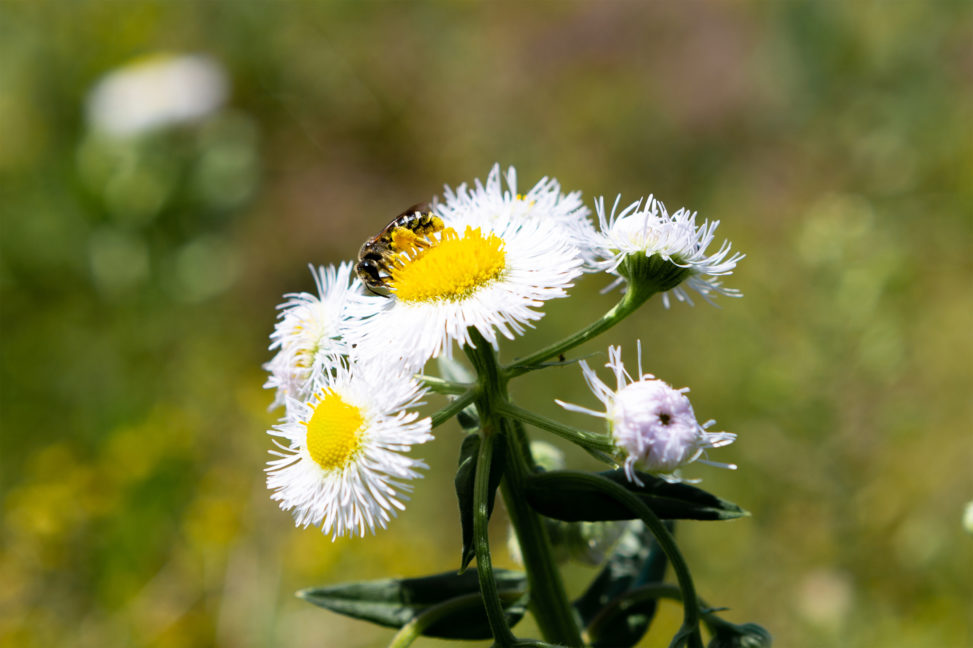 ハルジオンの花と蜂の写真素材
