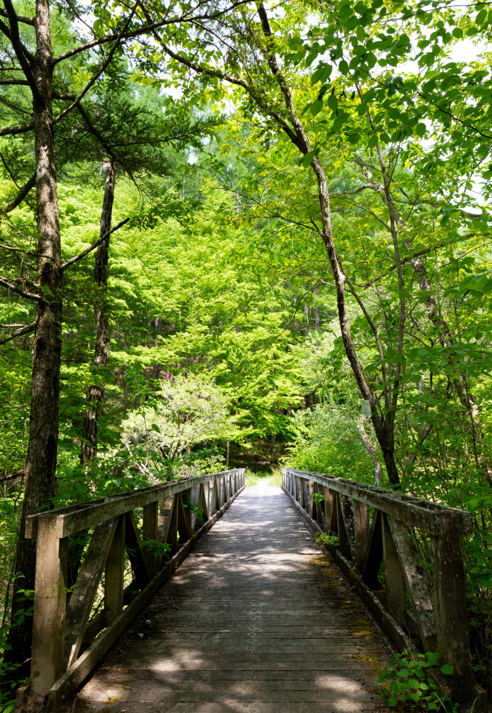 森林と木の橋の写真素材