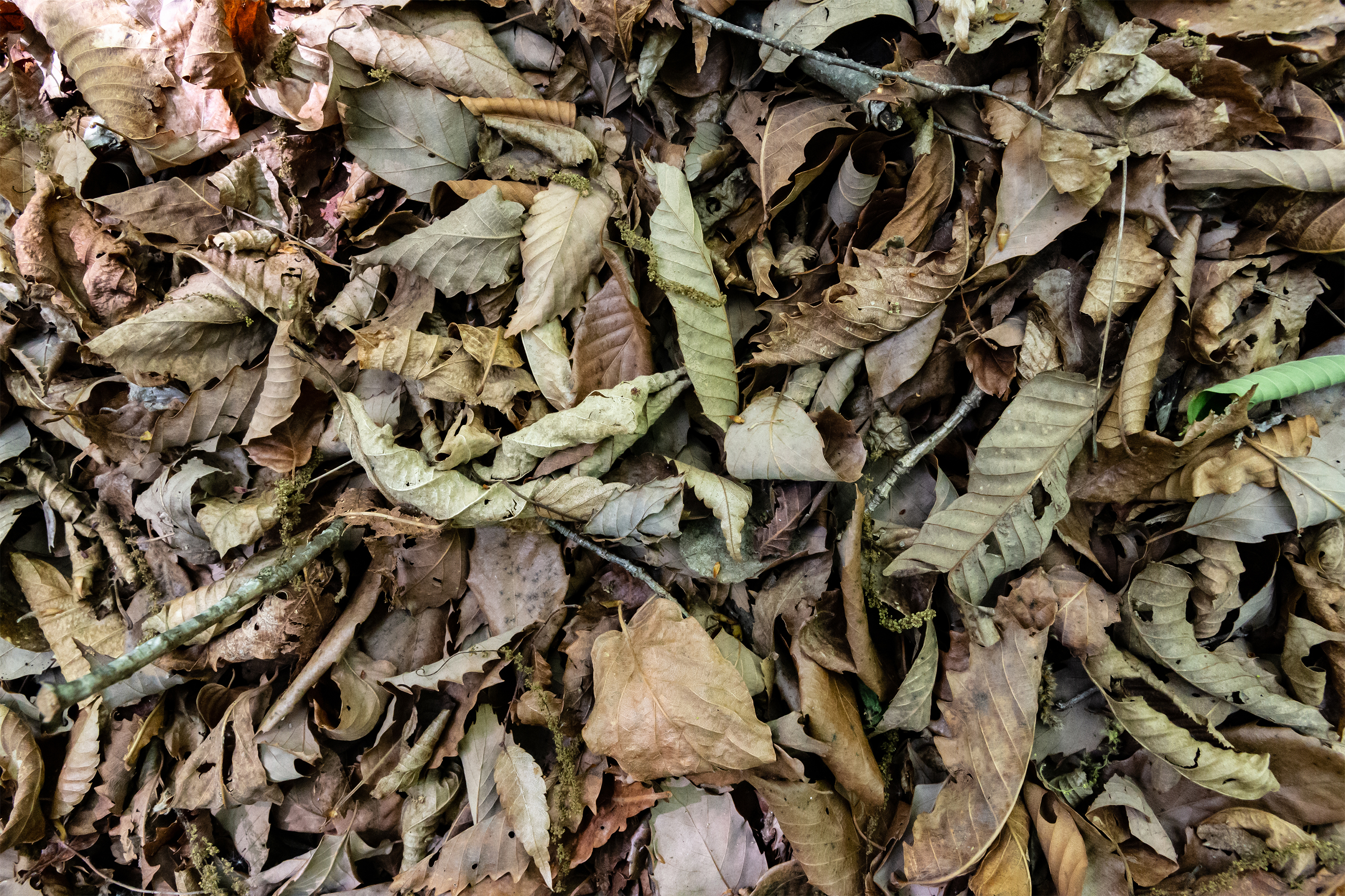 枯葉 落ち葉のテクスチャー 無料の高画質フリー写真素材 イメージズラボ