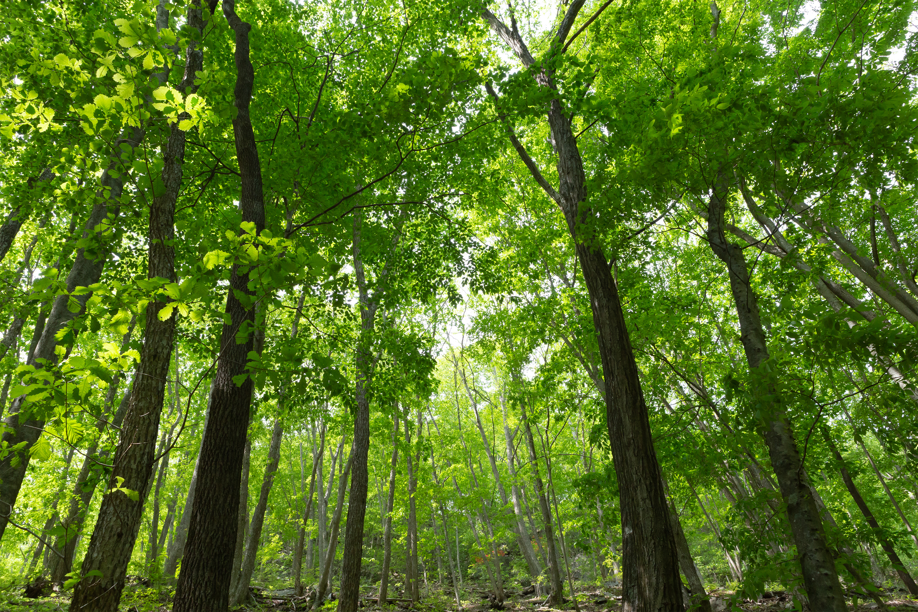 森林 樹木 無料の高画質フリー写真素材 イメージズラボ