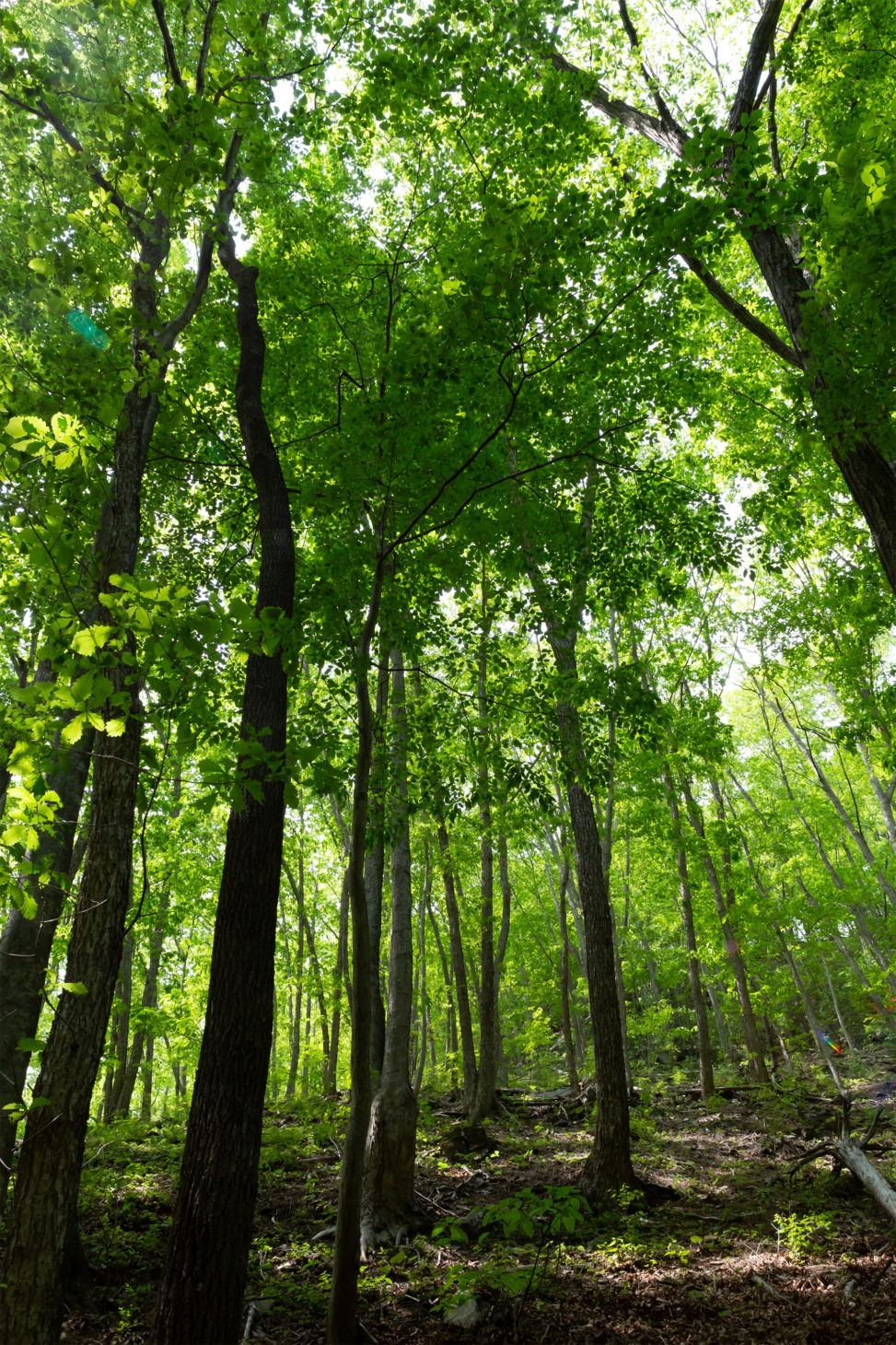 森林・樹木02の写真素材
