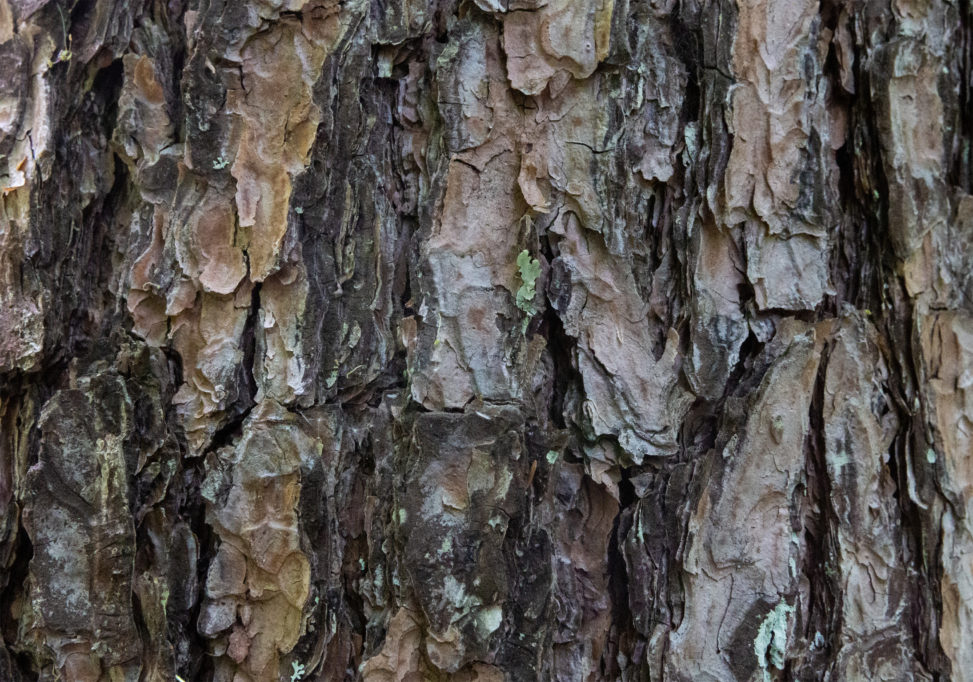 松の木肌のテクスチャーの写真素材