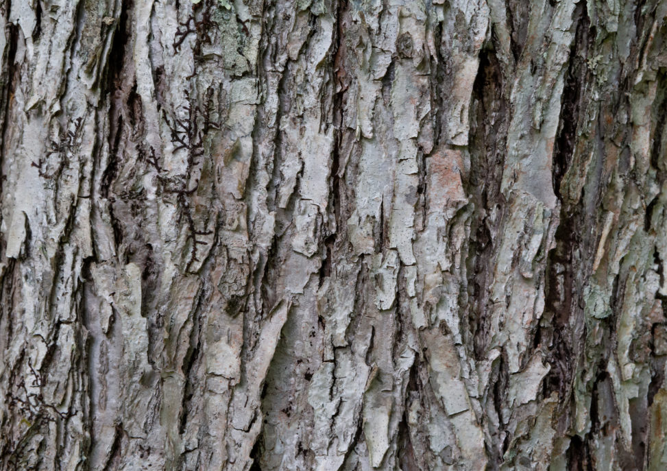 松の木肌のテクスチャー02の写真素材