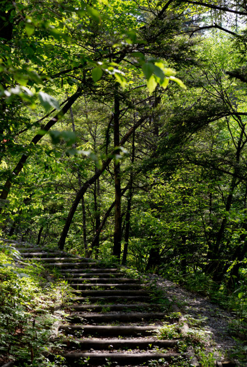 森林と階段の写真素材
