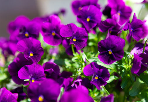 紫のビオラ（ヴィオラ）の写真素材