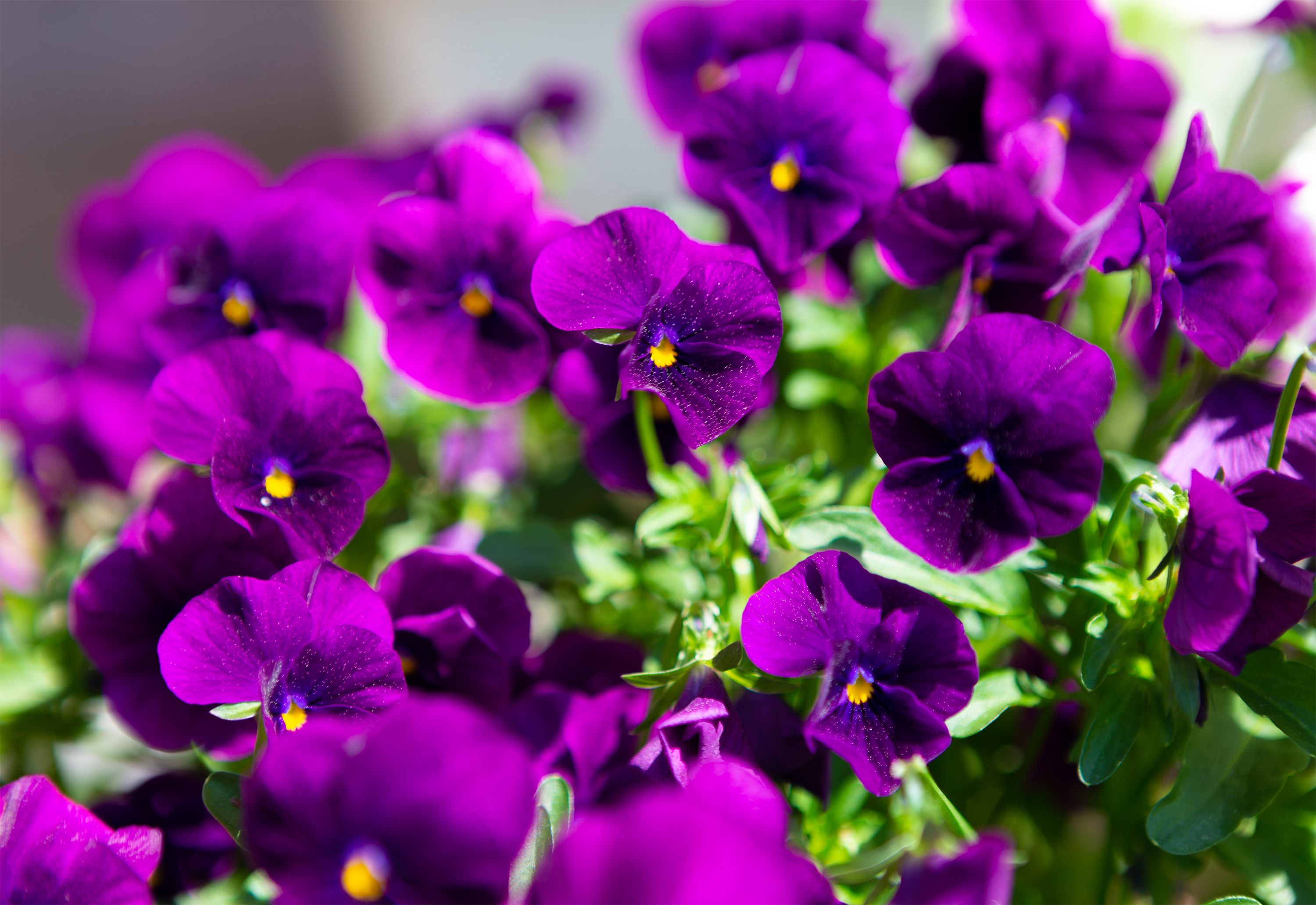 紫のビオラ ヴィオラ 無料の高画質フリー写真素材 イメージズラボ