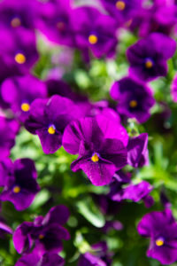 紫のビオラ（ヴィオラ）02の写真素材