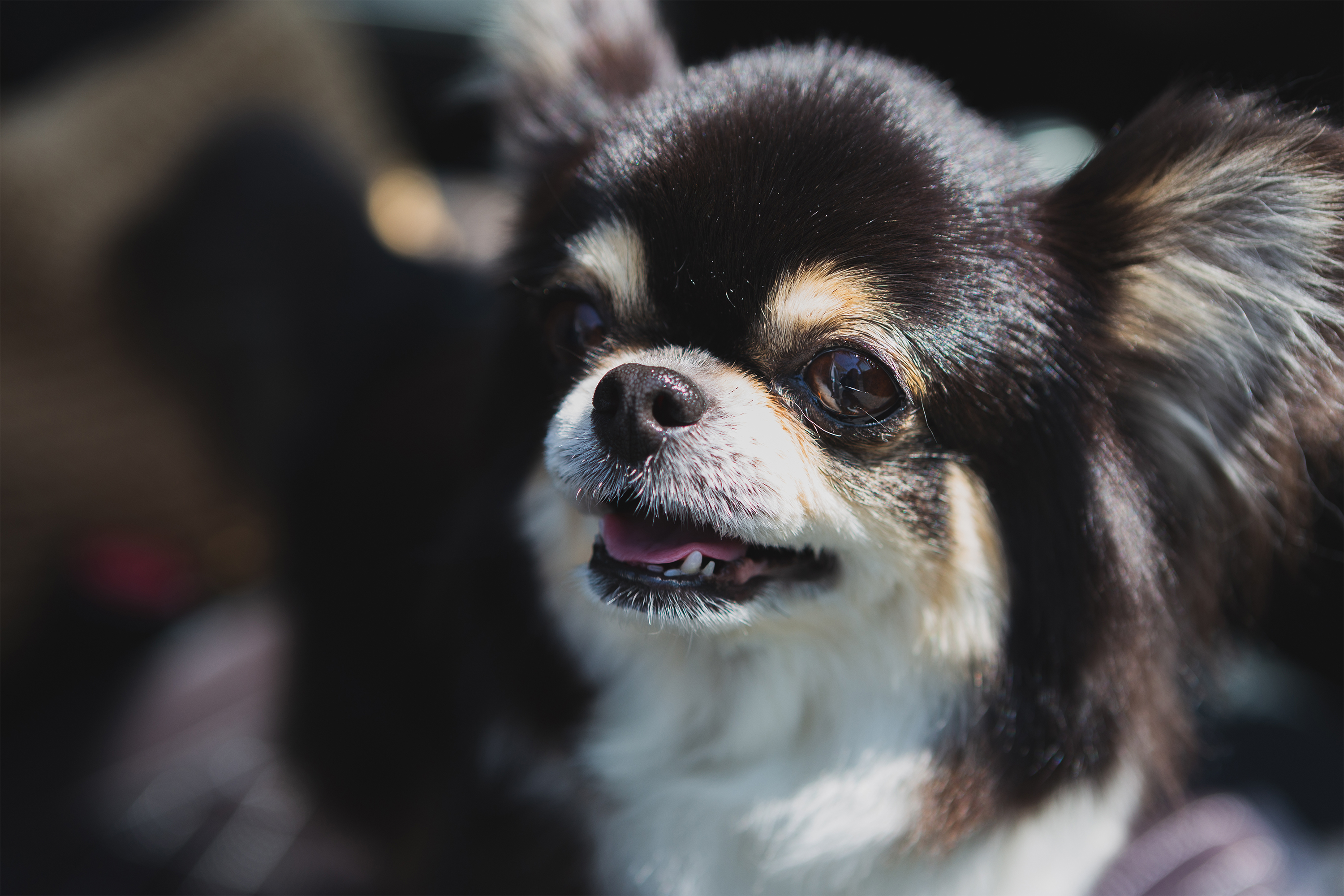 犬 チワワ02 無料の高画質フリー写真素材 イメージズラボ