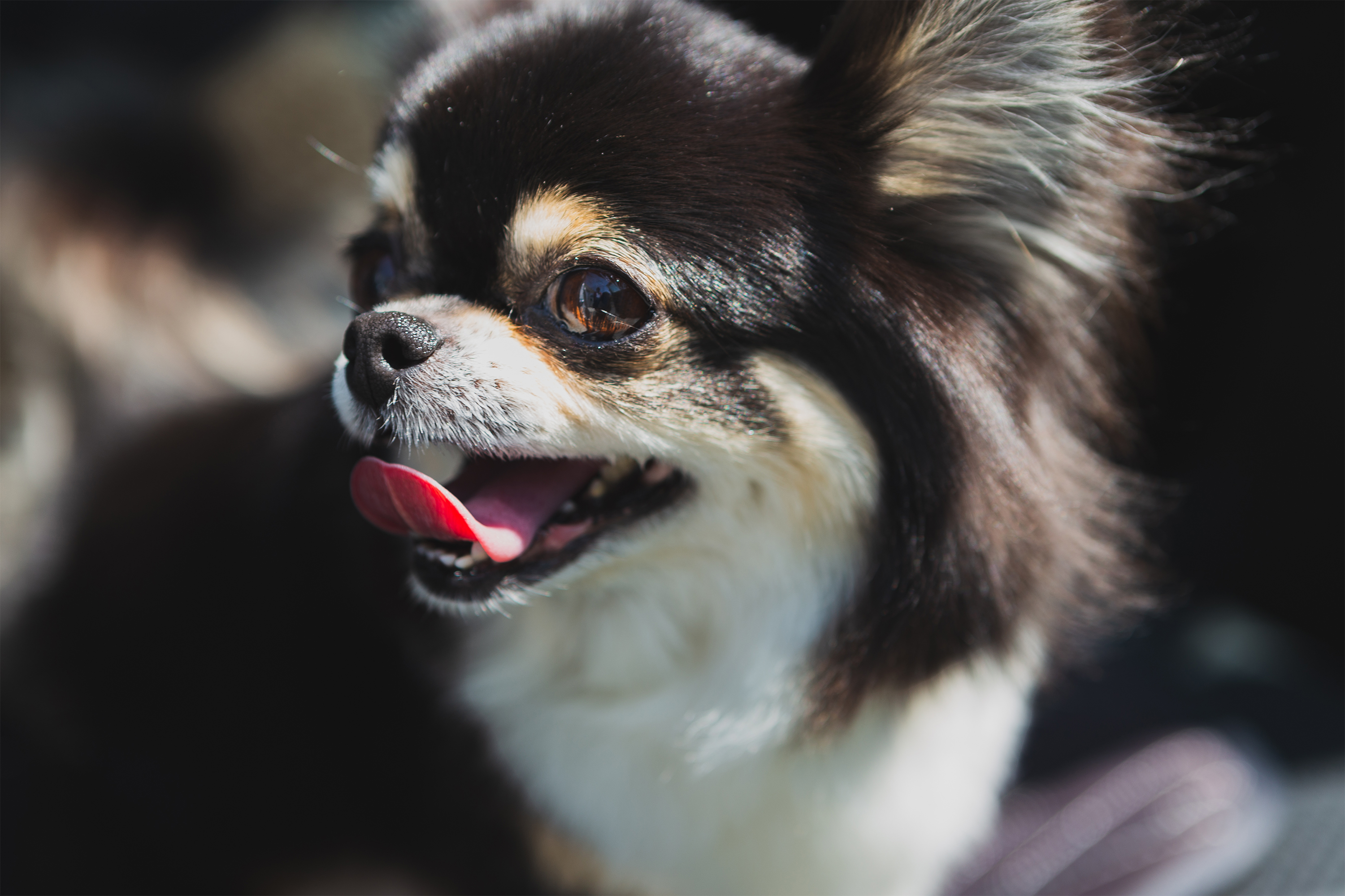 犬 チワワ03 無料の高画質フリー写真素材 イメージズラボ