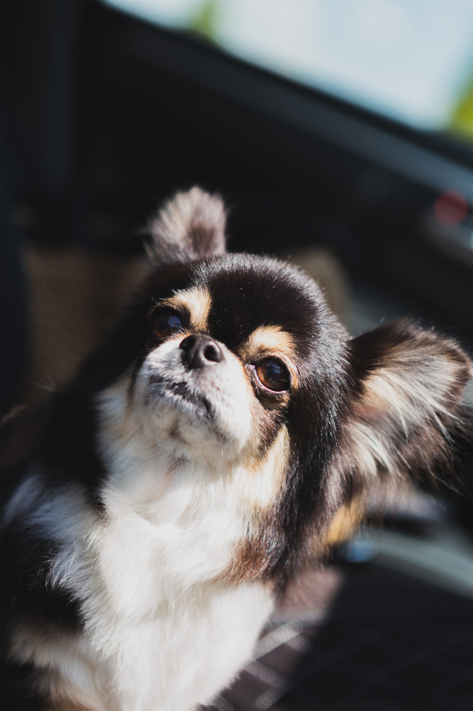 犬・チワワ04の写真素材