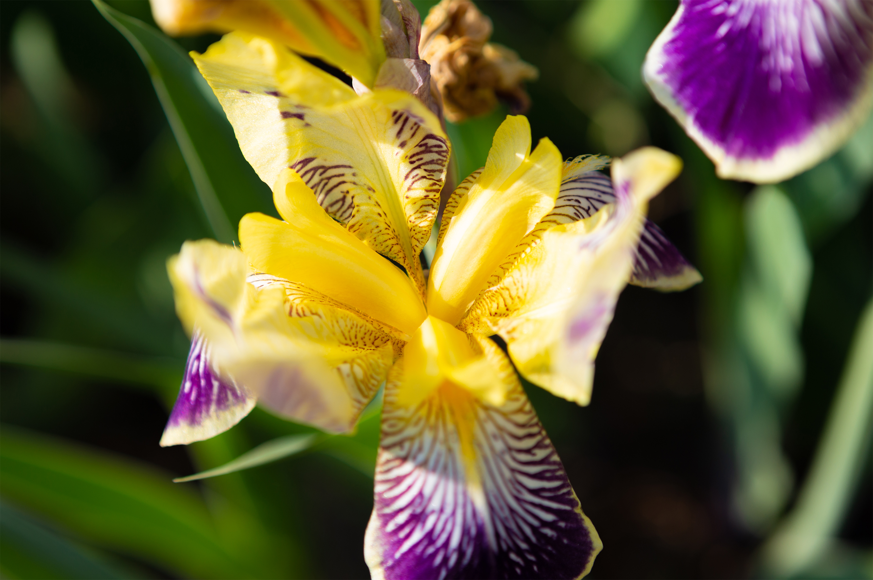 アイリスの花 無料の高画質フリー写真素材 イメージズラボ