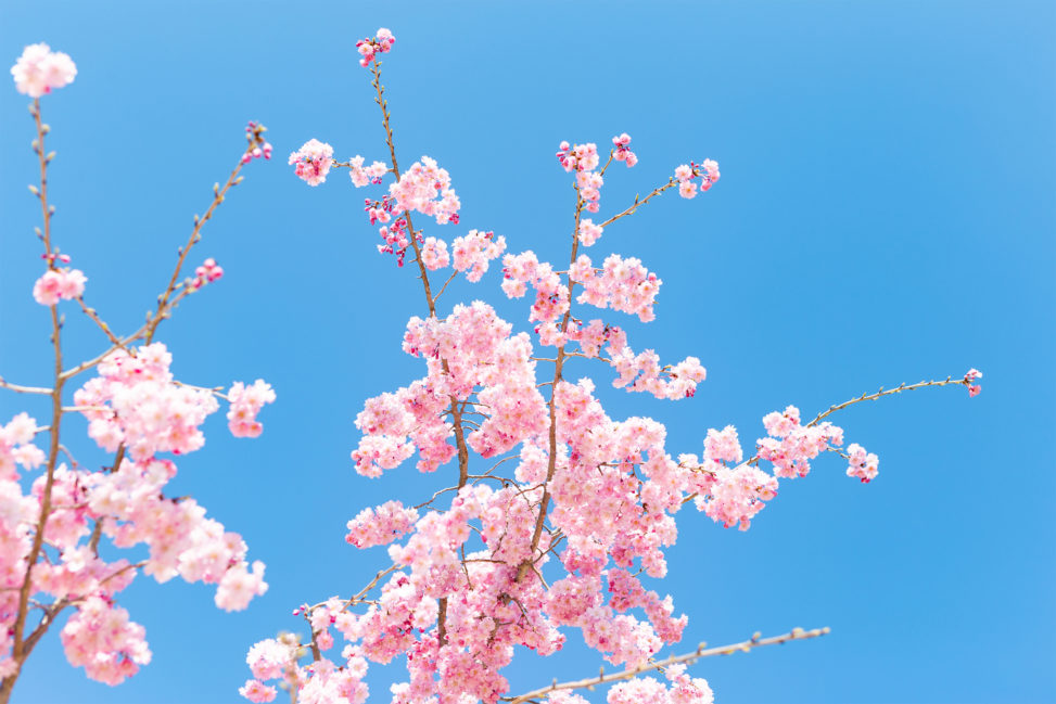 紅しだれ桜の写真素材