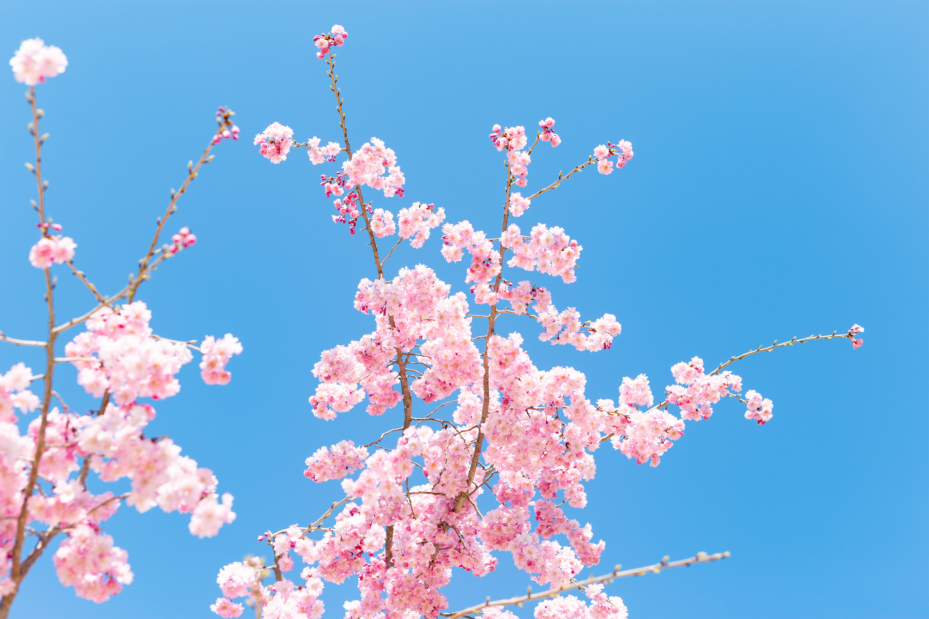 紅しだれ桜 無料の高画質フリー写真素材 イメージズラボ