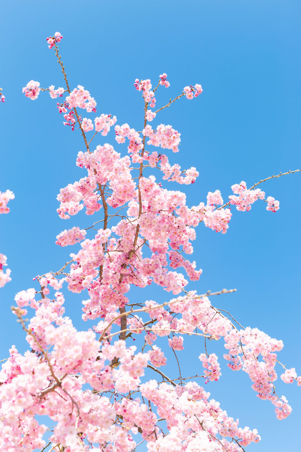 紅しだれ桜02の写真素材