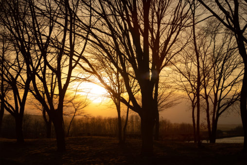 木と夕日（夕焼け）の写真素材