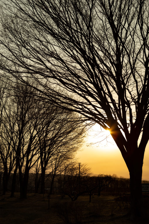 木と夕日（夕焼け）の写真素材02
