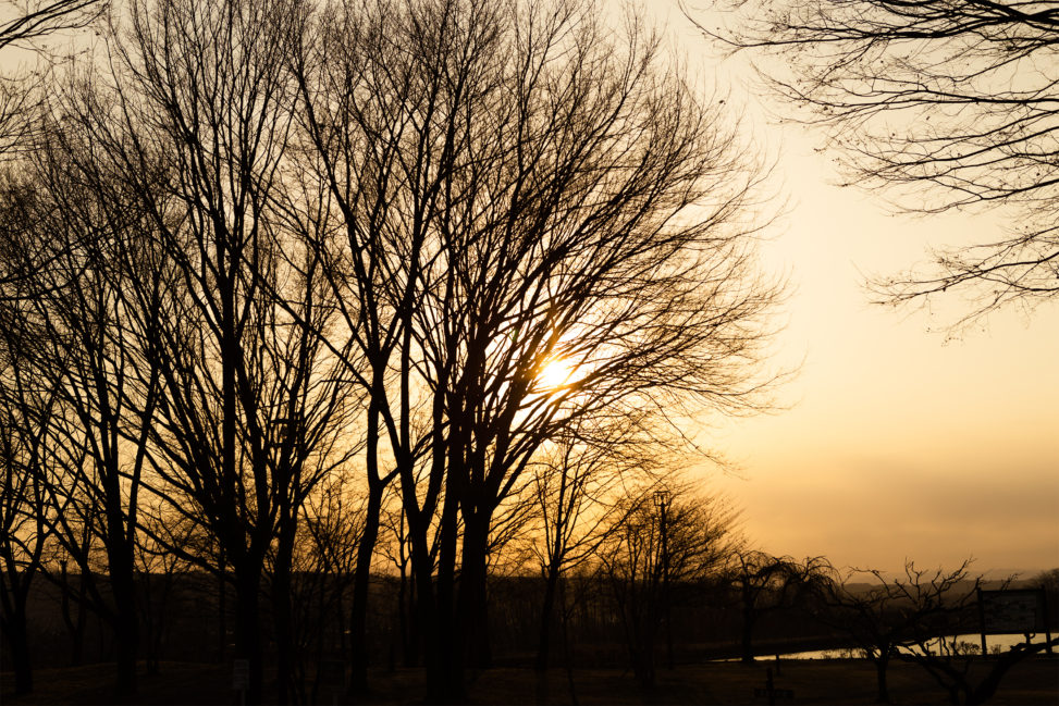 木と夕日（夕焼け）03の写真素材