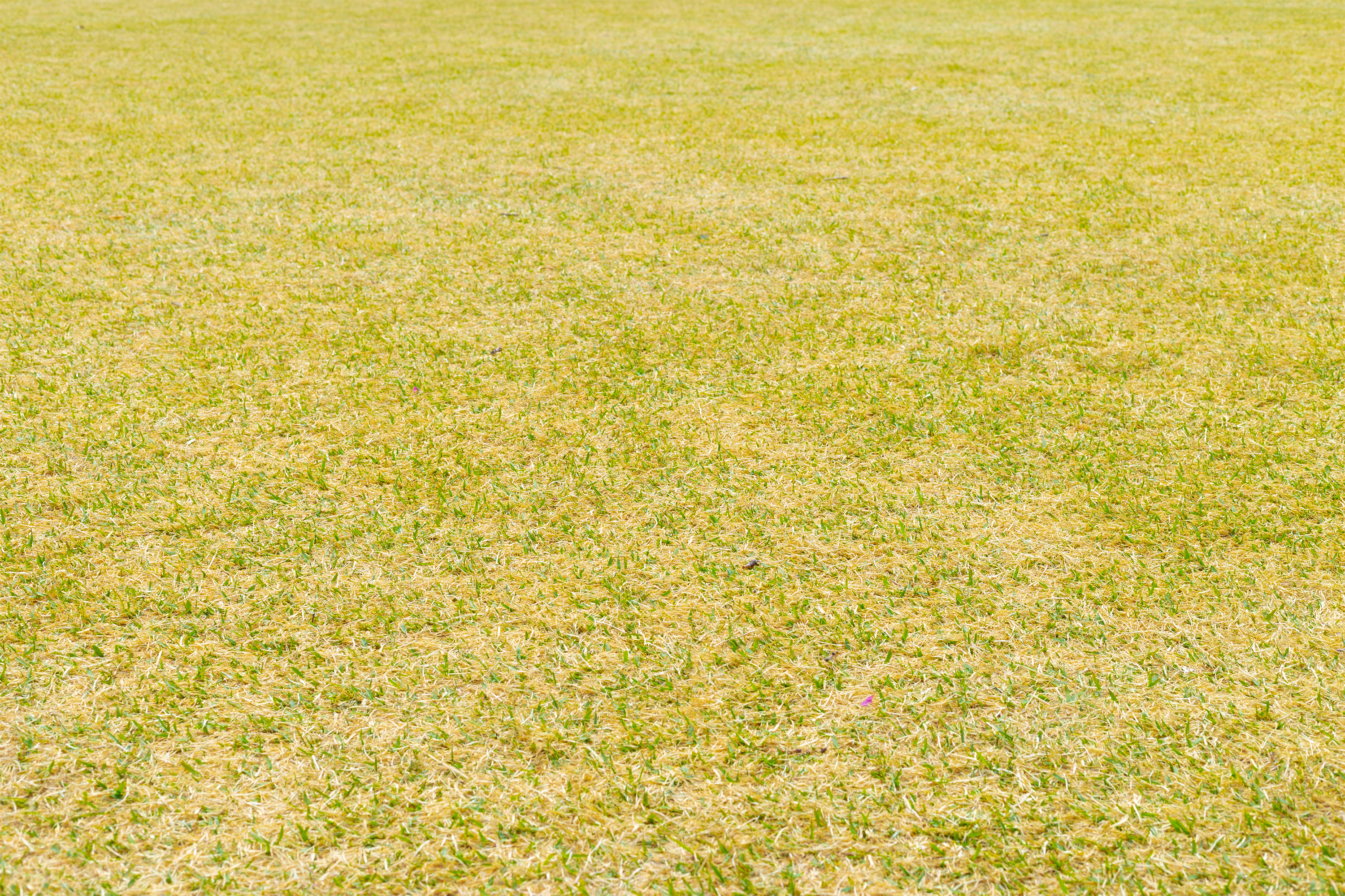 鮮やかな芝生 無料の高画質フリー写真素材 イメージズラボ