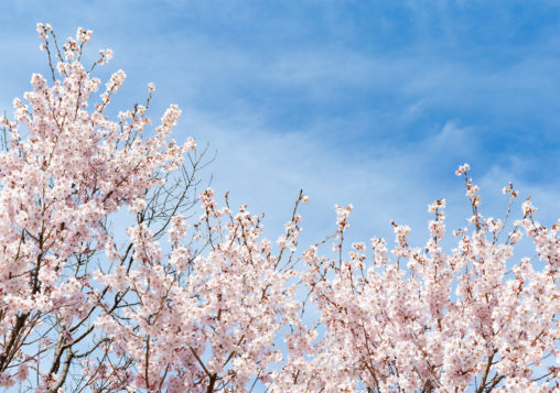 青空と桜（さくら）の写真素材