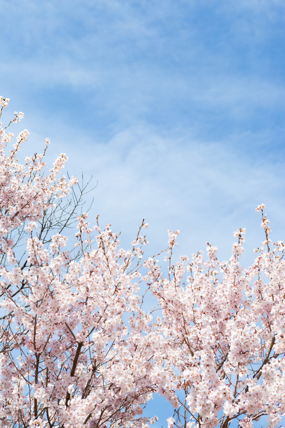 青空と桜（さくら）02の写真素材