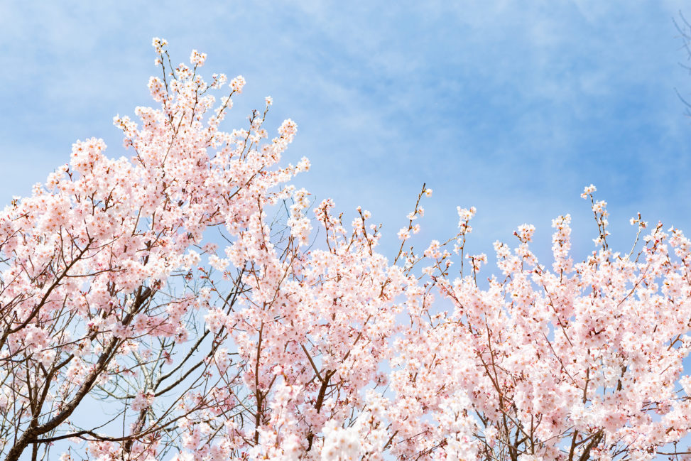 青空と桜（さくら）03の写真素材
