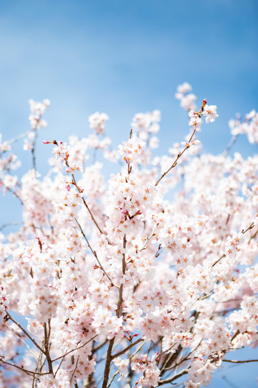 青空と桜（さくら）05の写真素材