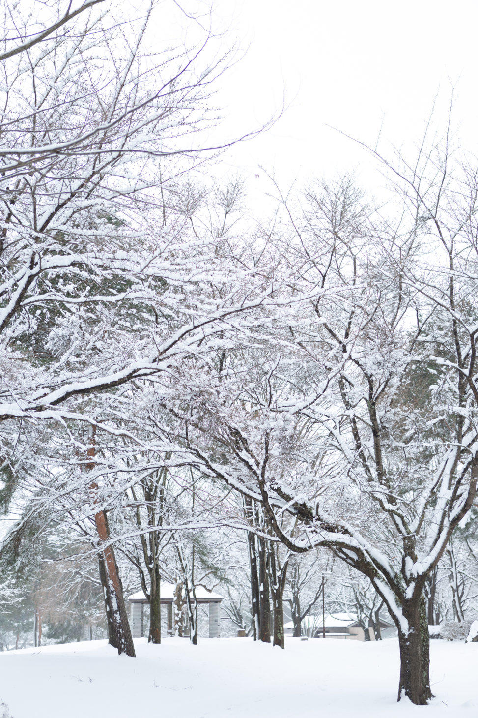 冬の風景・木に積もった雪の写真素材