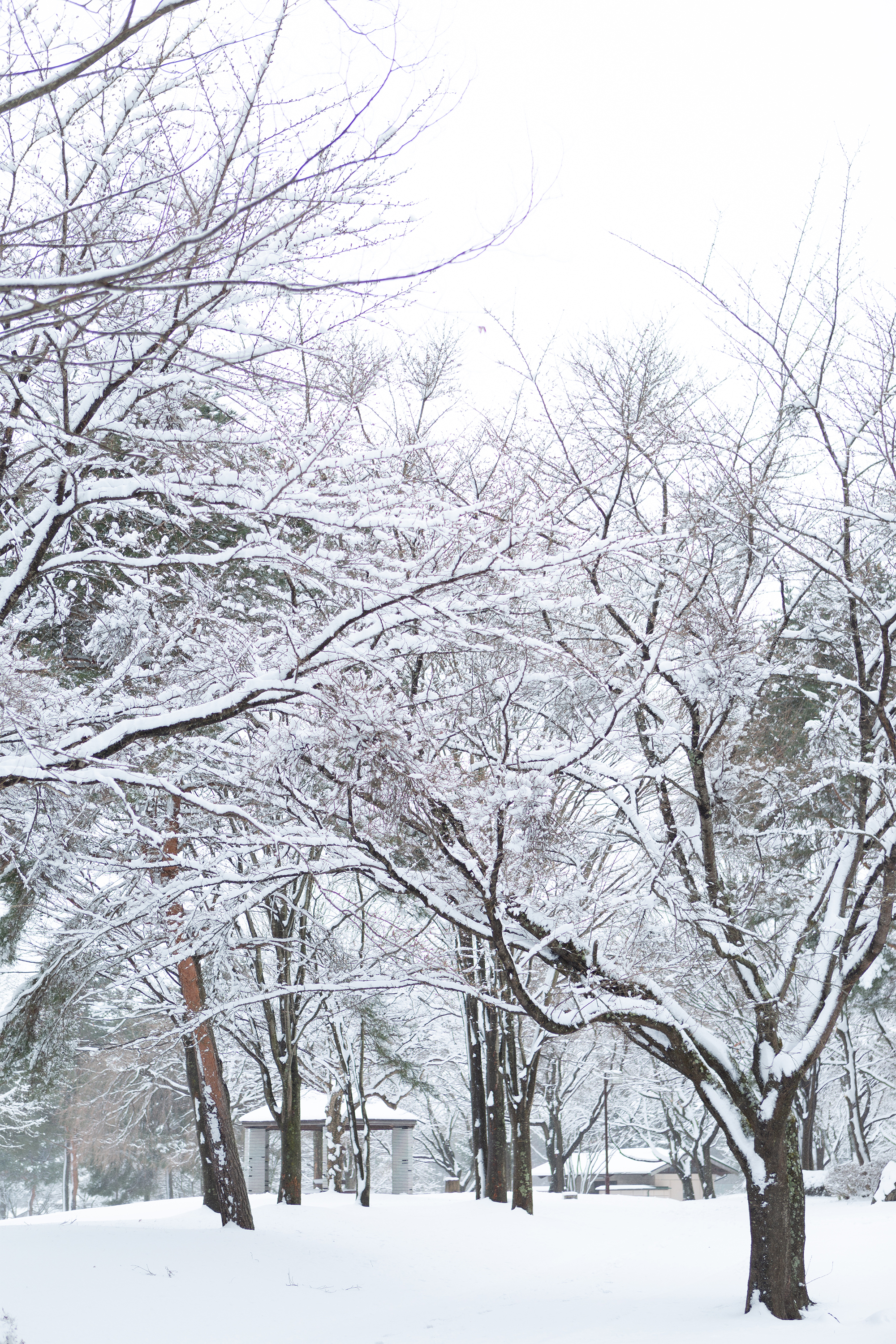 冬の風景 木に積もった雪 無料の高画質フリー写真素材 イメージズラボ