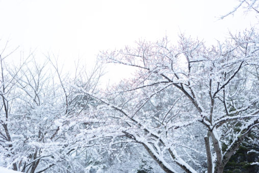 木に積もった雪の写真素材