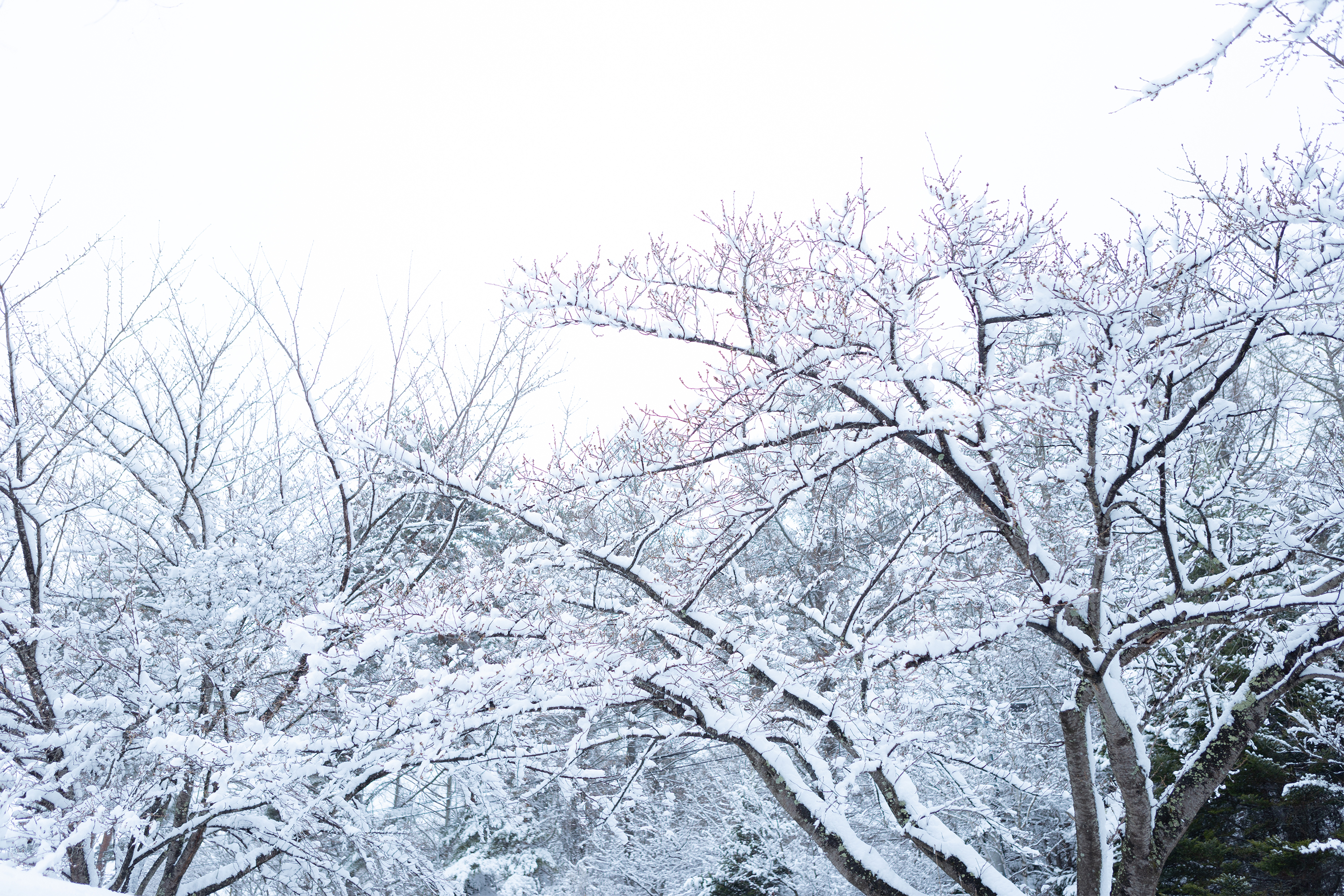 木に積もった雪 無料の高画質フリー写真素材 イメージズラボ