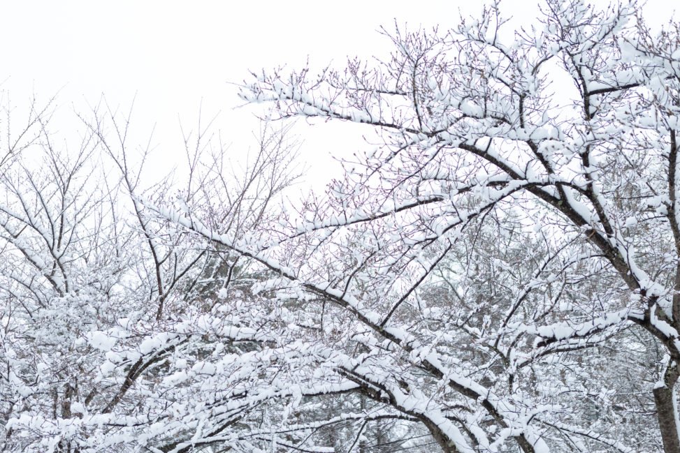 木に積もった雪02の写真素材