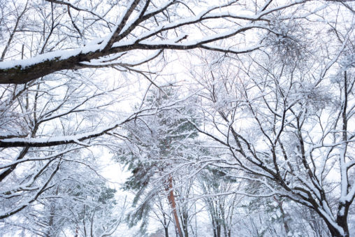 冬の風景・木に積もった雪02の写真素材