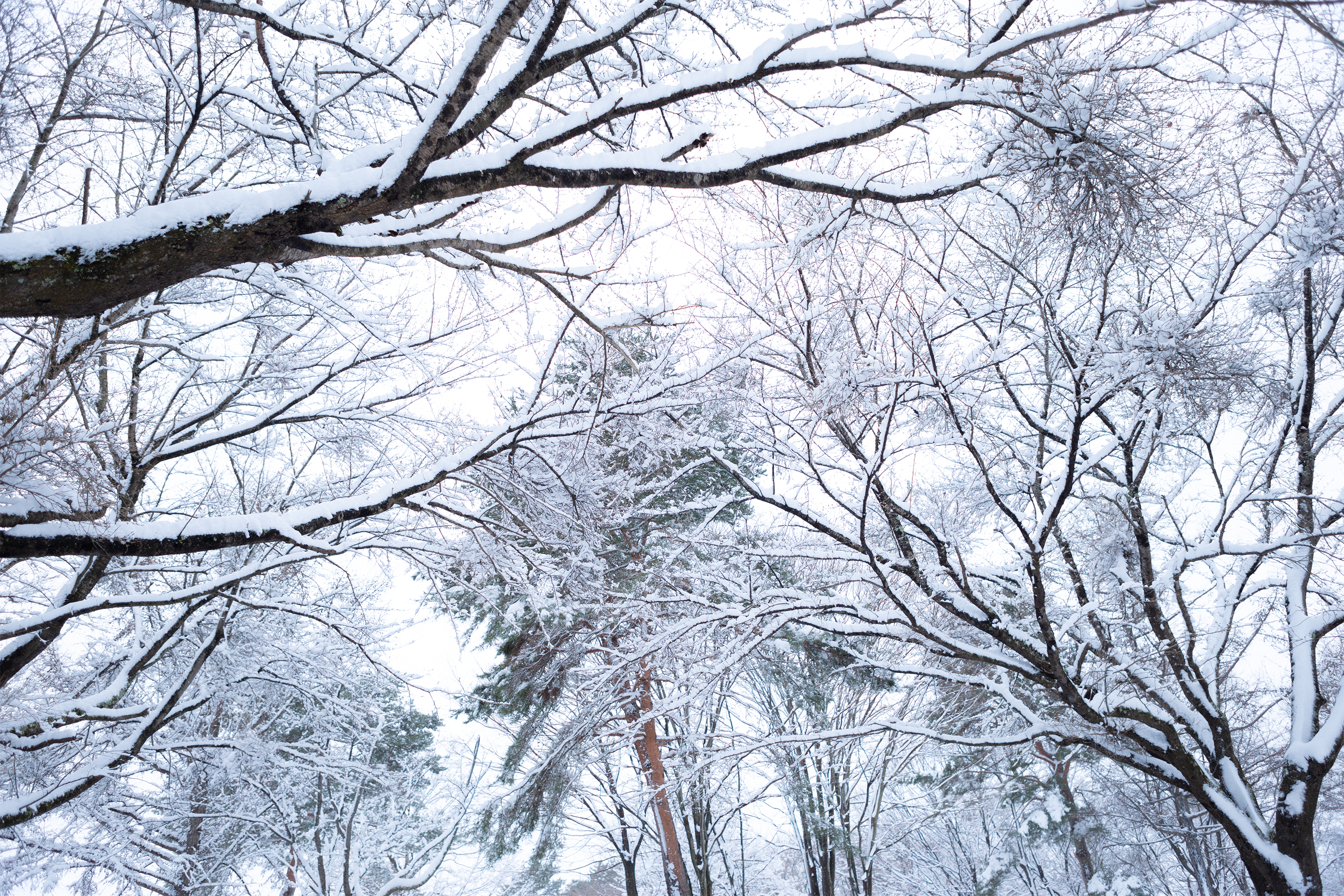 冬の風景 木に積もった雪02 無料の高画質フリー写真素材 イメージズラボ