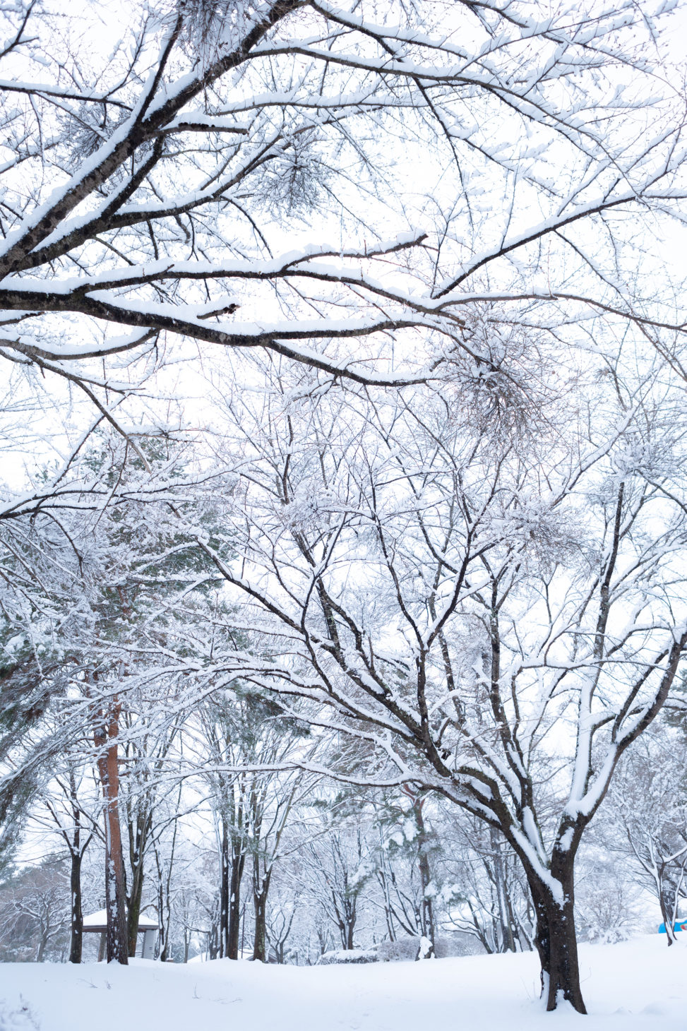 冬の風景・木に積もった雪03の写真素材