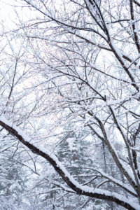 冬の風景・木に積もった雪04の写真素材