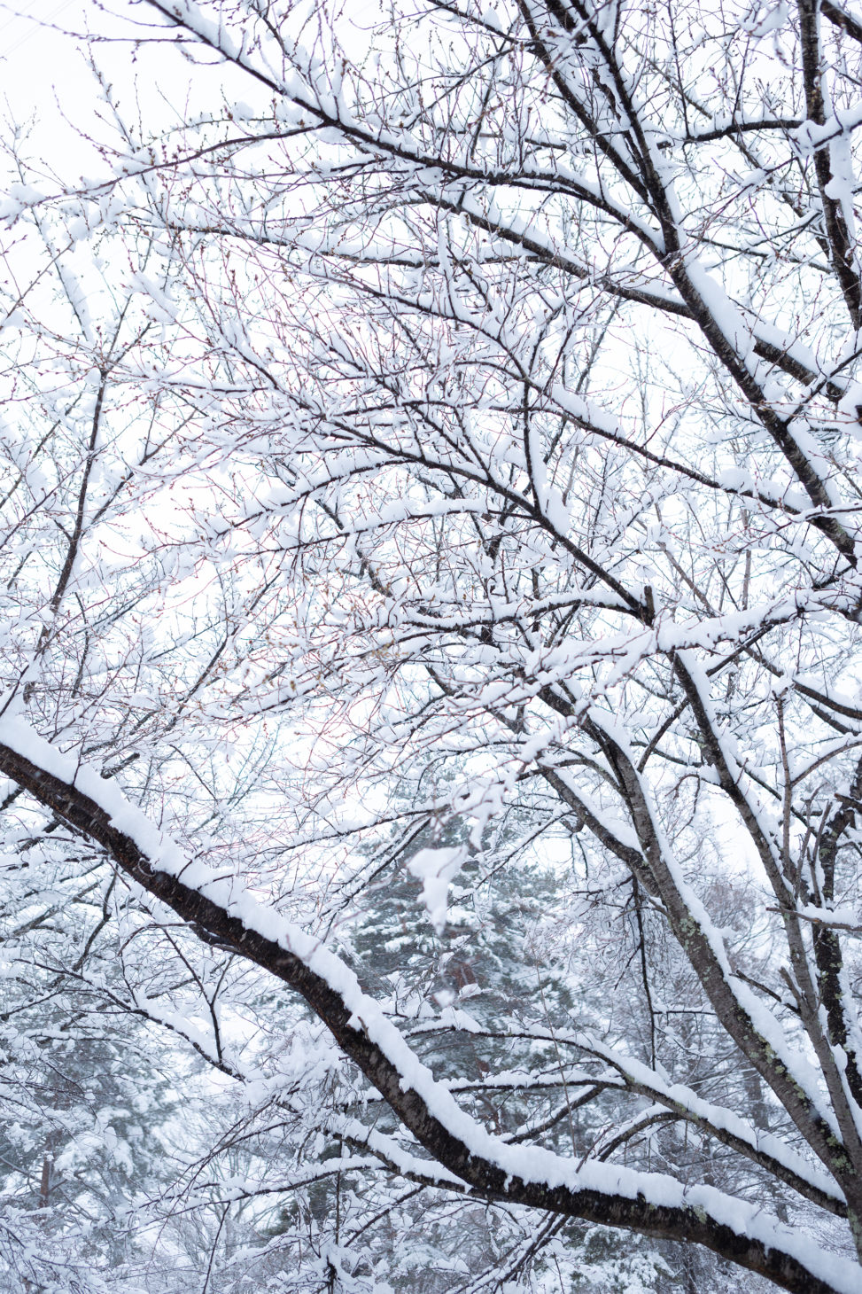 冬の風景・木に積もった雪04の写真素材